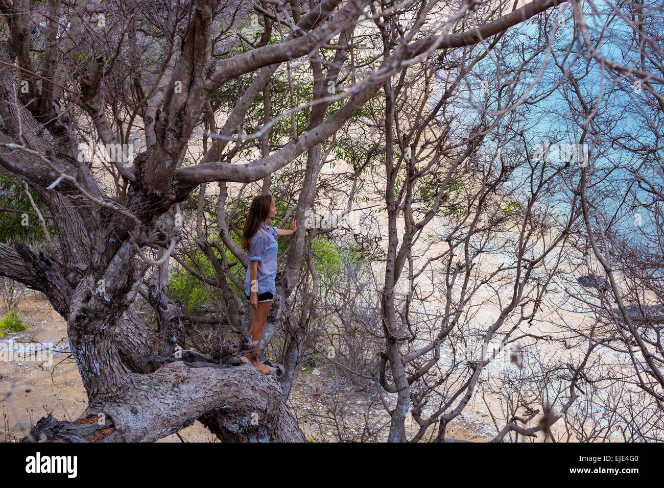 Yong Femme sur l'arbre. Banque D'Images Yong Femme sur l'arbre. Banque D'Images