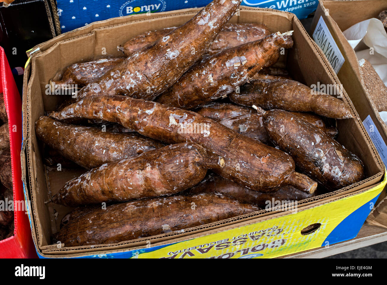 Manihot esculenta, connu sous le nom de yuca, de manioc, d'arrow-root brésilien, manioc et le tapioca à vendre à l'extérieur d'un magasin de proximité. Banque D'Images