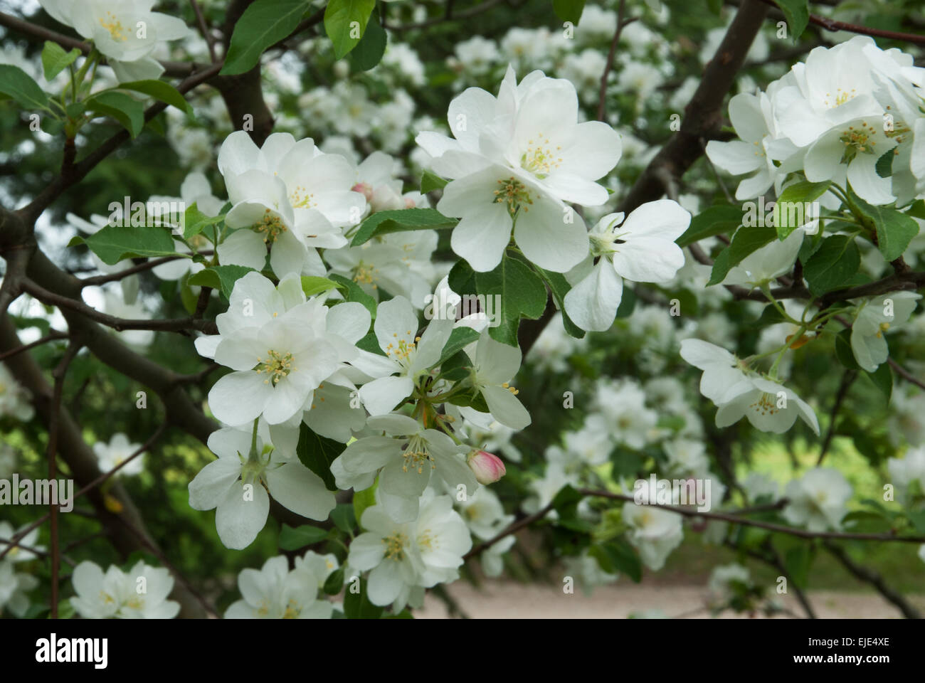 Malus pommier de flamme , divers Banque D'Images