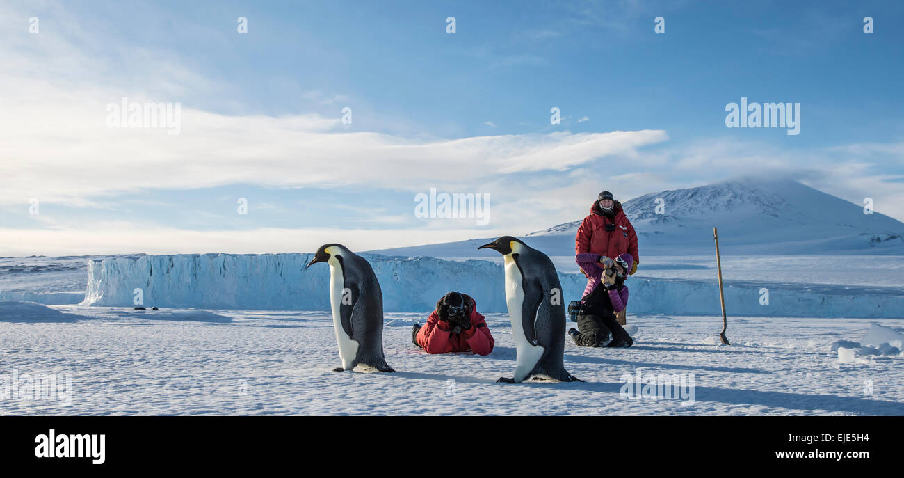 Un groupe de personnes prendre des photos de pingouins empereur près de la station McMurdo, en Antarctique. Banque D'Images