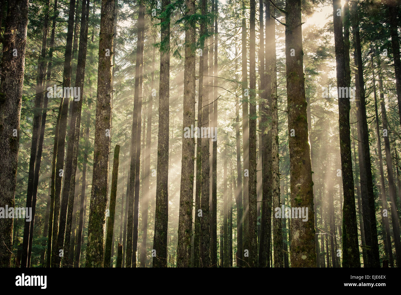 Matin les rayons du soleil brillent à travers une forêt luxuriante Banque D'Images