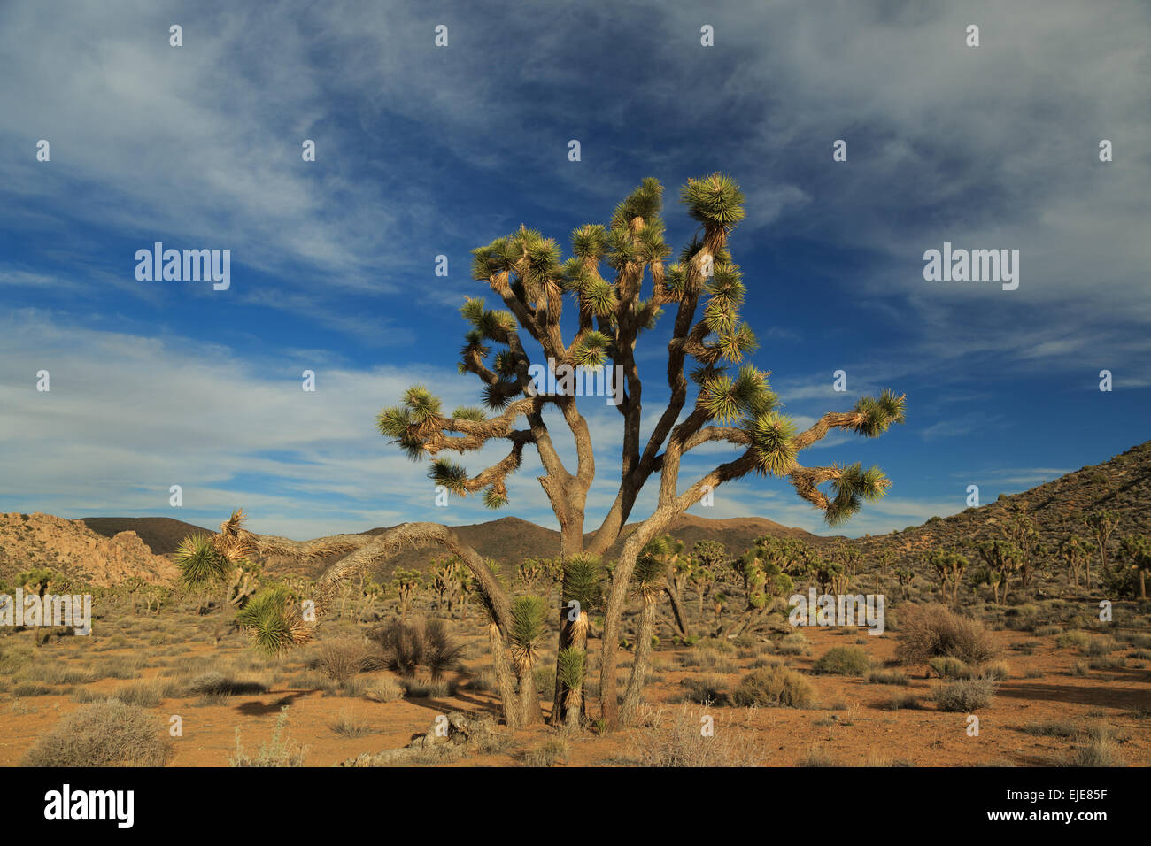 Une photographie d'un Joshua Tree dans Joshua Tree National Park en Californie. Un Joshua Tree est en réalité un Yucca qui pousse comme un arbre Banque D'Images