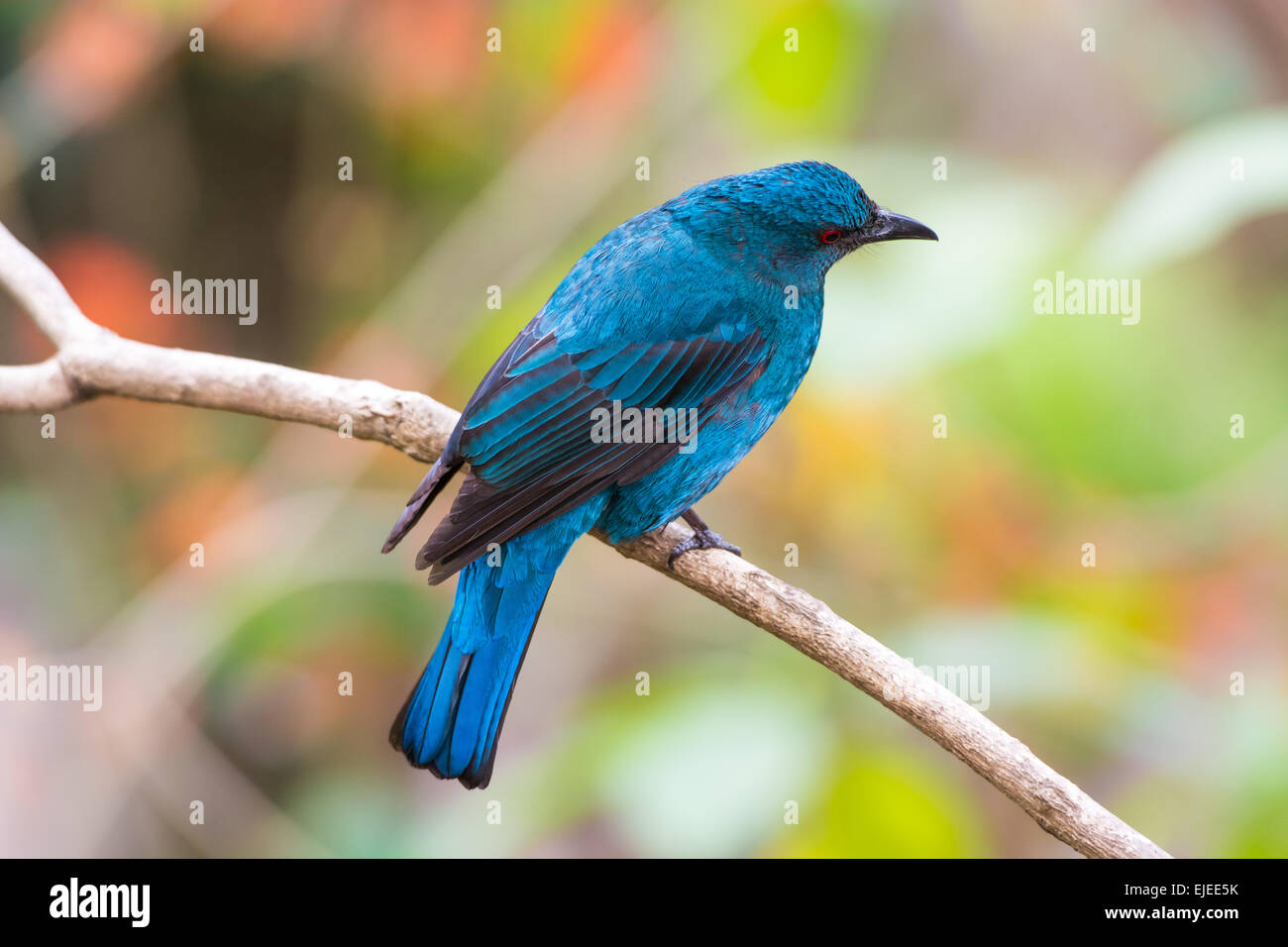 Femme Fairy-Bluebird asiatiques (Irena puella) Banque D'Images