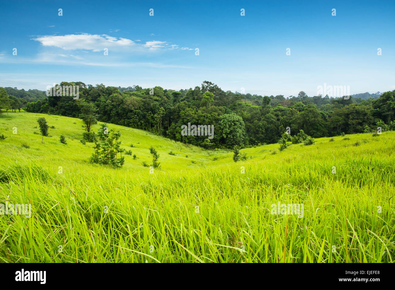 Pré Vert et les montagnes, le parc national Khao Yai, Thaïlande Banque D'Images