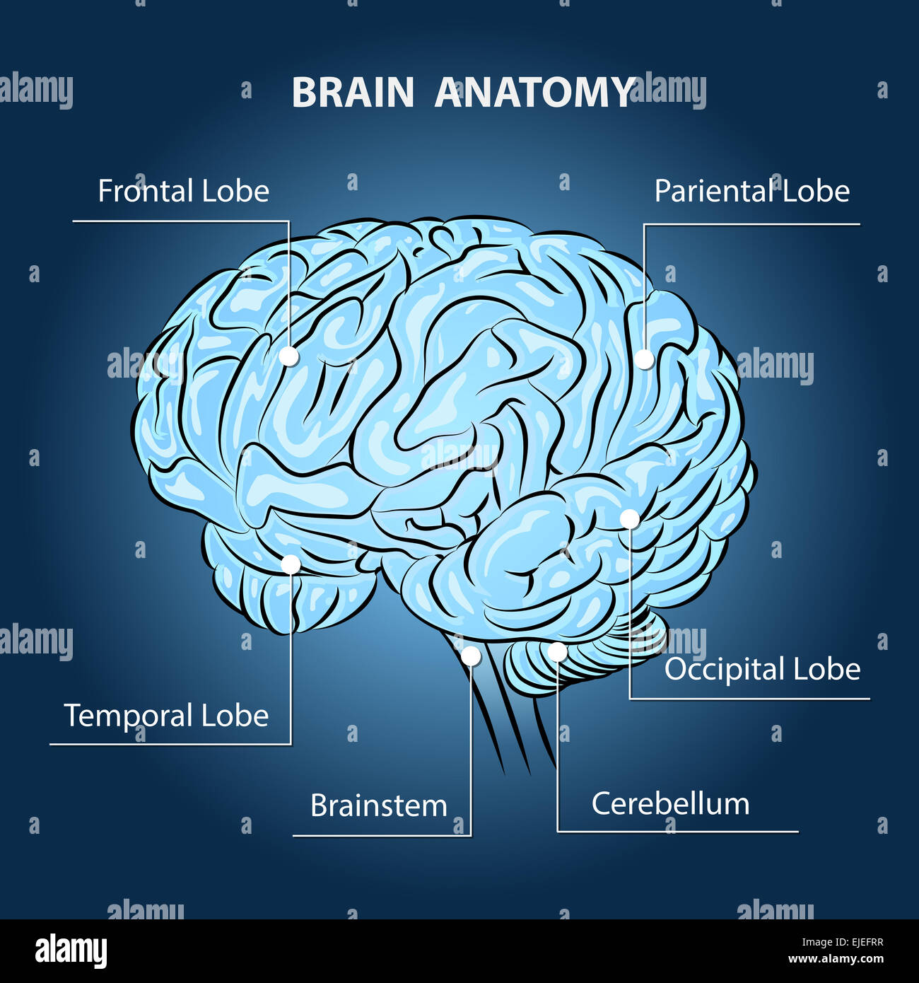 Anatomie du cerveau Banque D'Images