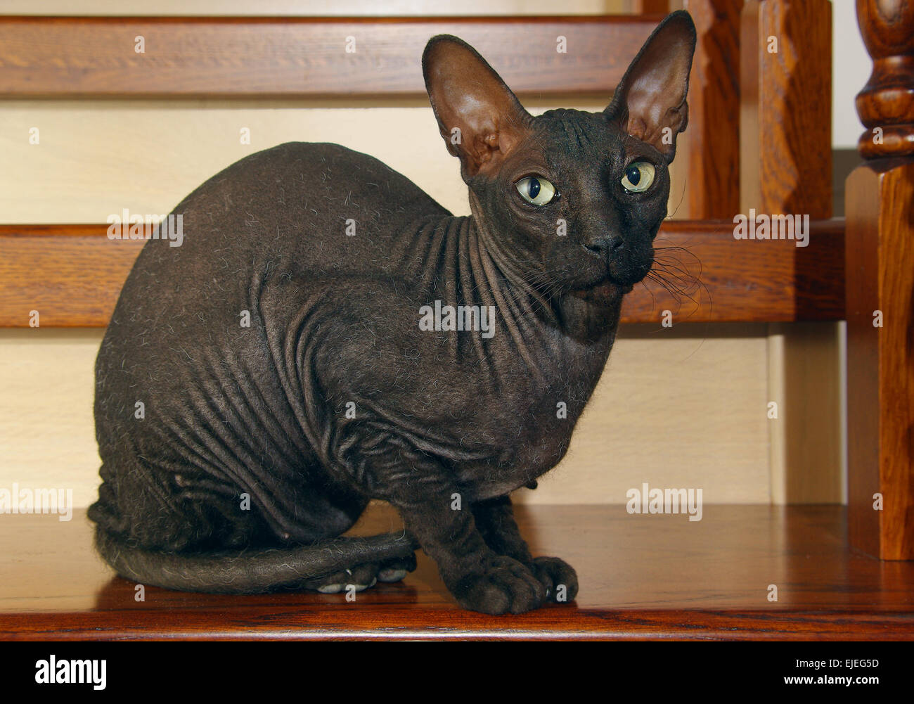 Hairless Cat Banque D Image Et Photos Alamy