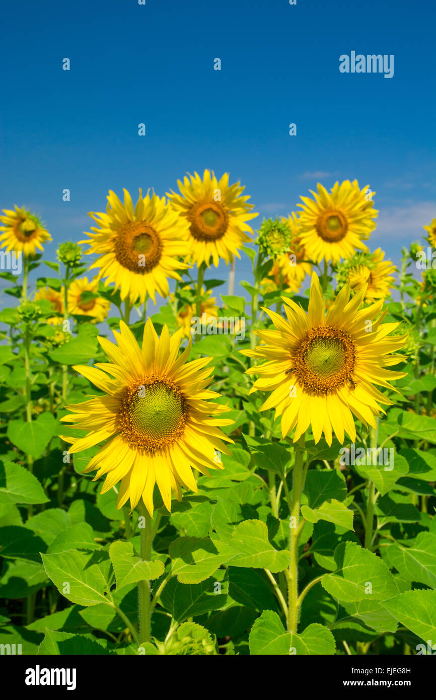 Fleurs de tournesol avec ciel bleu Banque D'Images