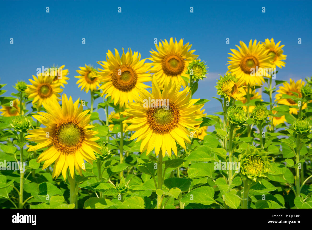 Fleurs de tournesol avec ciel bleu Banque D'Images