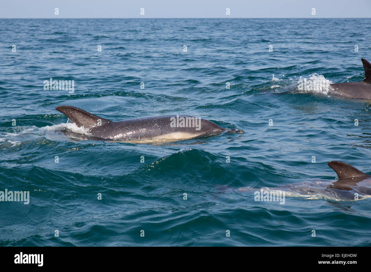 Dauphin commun, Delphinus delphis, l'été, Cornwall, UK Banque D'Images