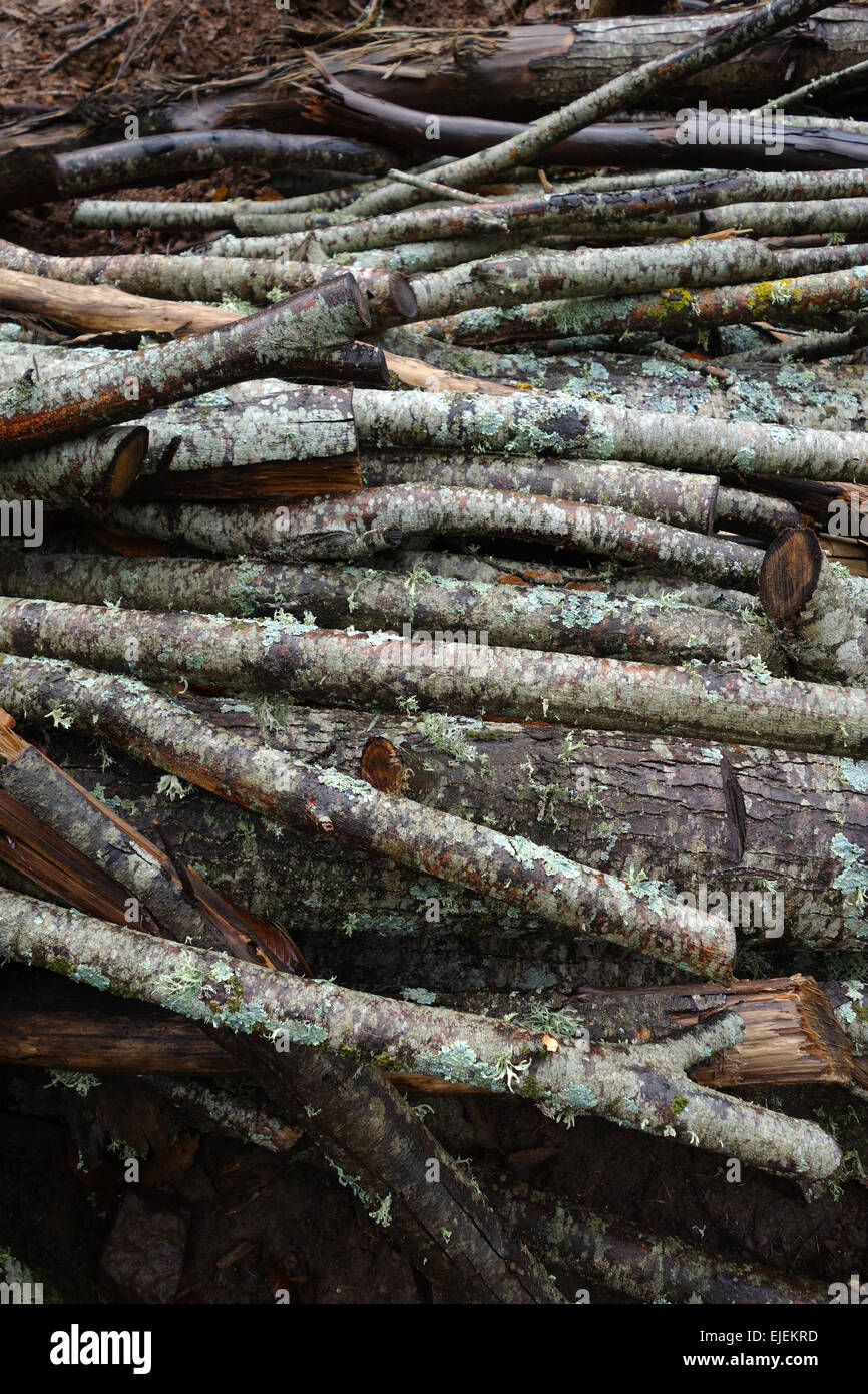 Pile de grumes coupées de bois de châtaignier, Castanea sativa, en forêt, l'Andalousie, espagne. Banque D'Images