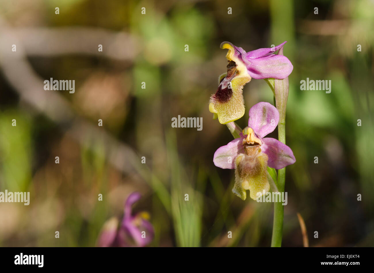 L'orchidée mouche, Ophrys tenthredinifera, Andalousie, Sud de l'Espagne. Banque D'Images