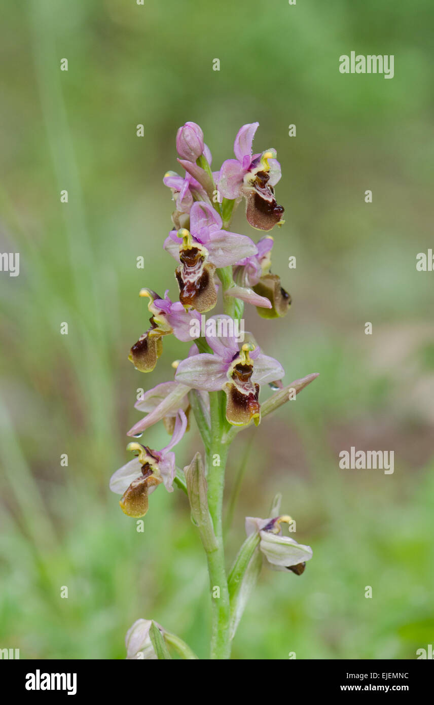 L'orchidée mouche, Ophrys tenthredinifera, Andalousie, Sud de l'Espagne. Banque D'Images