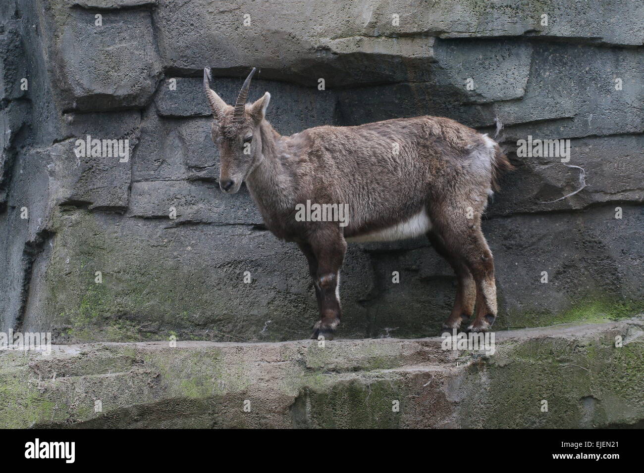 Steinbock ou Bouquetin des Alpes (Capra ibex) Banque D'Images