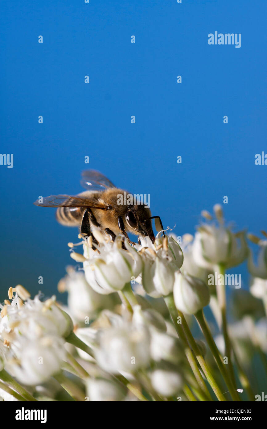 La collecte du pollen d'abeilles à partir de fleurs blanches Banque D'Images