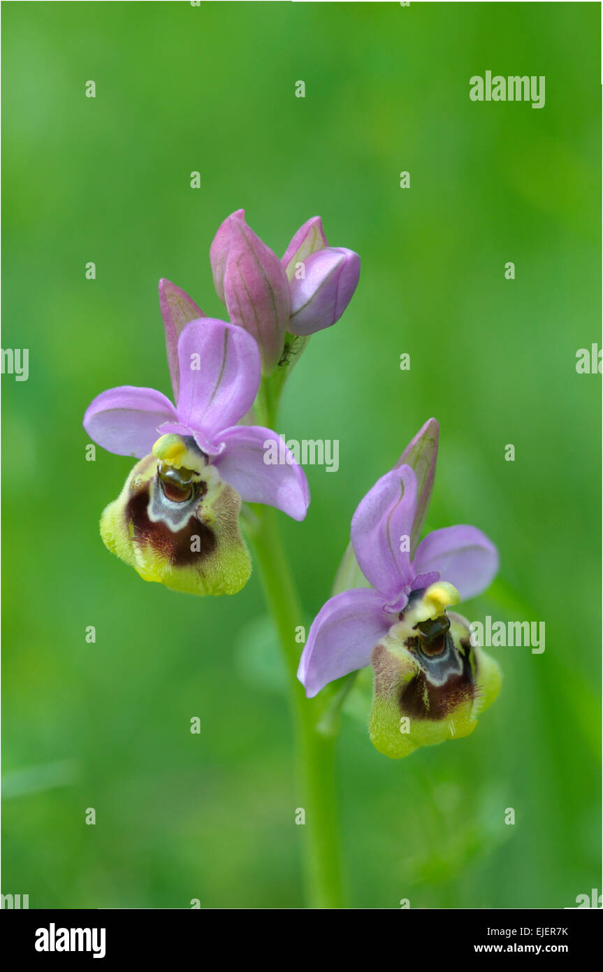 L'Orchidée mouche : Ophrys tenthredinifera. Picos de Europa, Espagne Banque D'Images