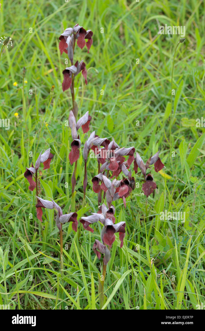 Lèvres longue : Serapias vomeracea Serapias. Picos de Europa, Espagne Banque D'Images