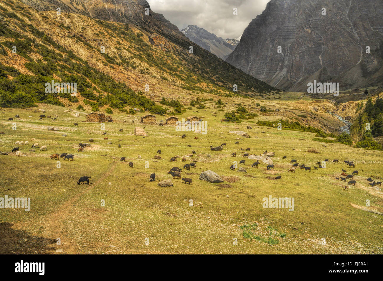 Troupeau de chèvres dans la verte vallée de montagnes pittoresques de l'Himalaya au Népal Banque D'Images