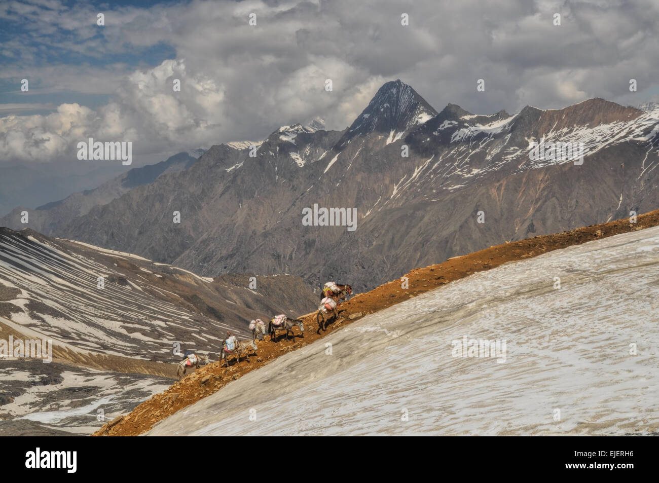 Caravane d'ânes en haute altitude des montagnes de l'Himalaya au Népal Banque D'Images