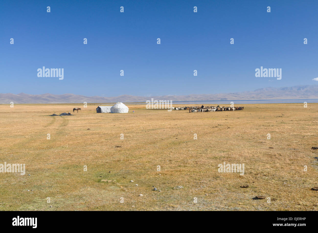 Vue panoramique de la yourte traditionnelle et de l'élevage de tribu nomade sur les prairies vertes au Kirghizstan Banque D'Images