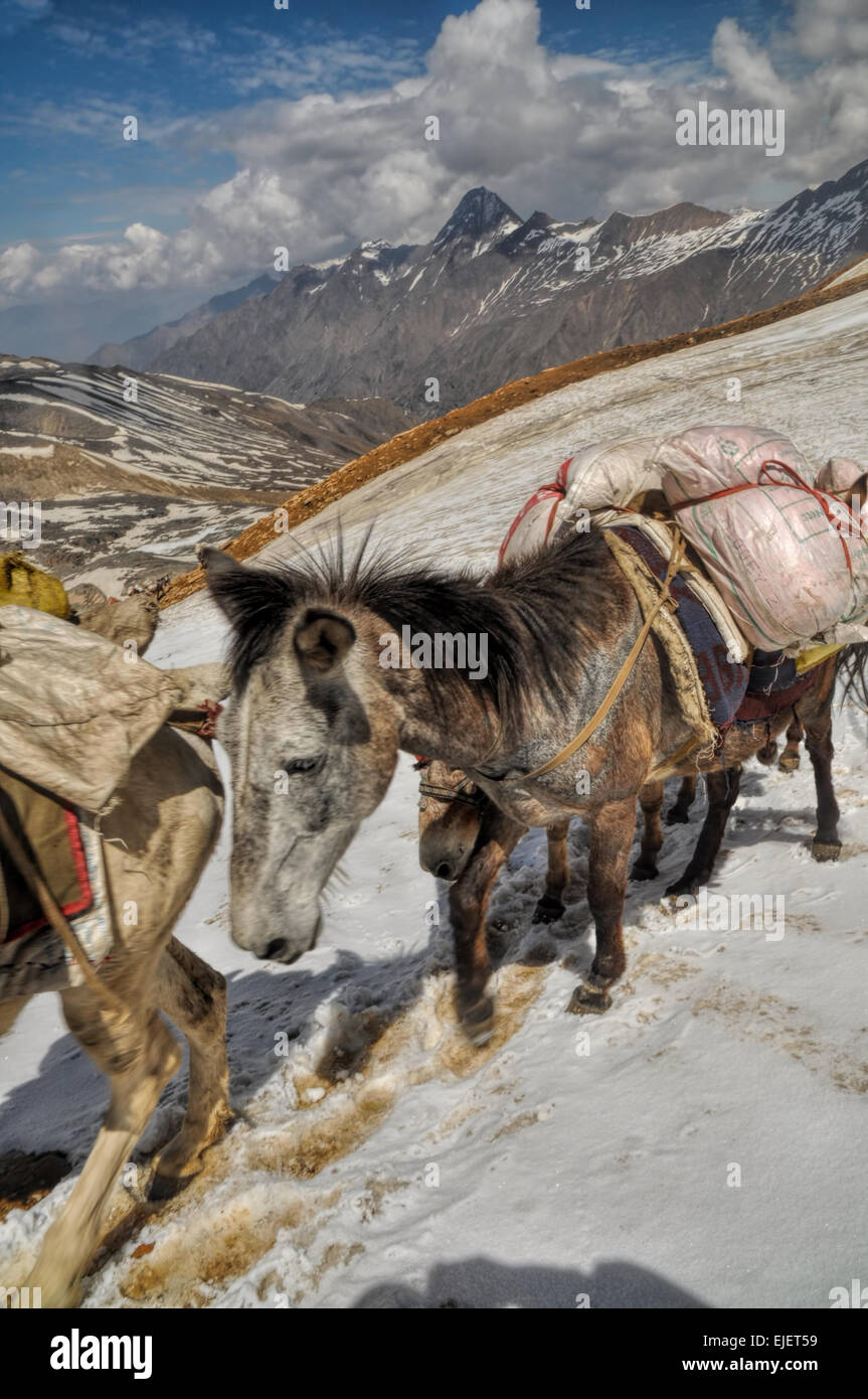 Caravane de mulets dans les hautes altitudes des montagnes de l'Himalaya au Népal Banque D'Images
