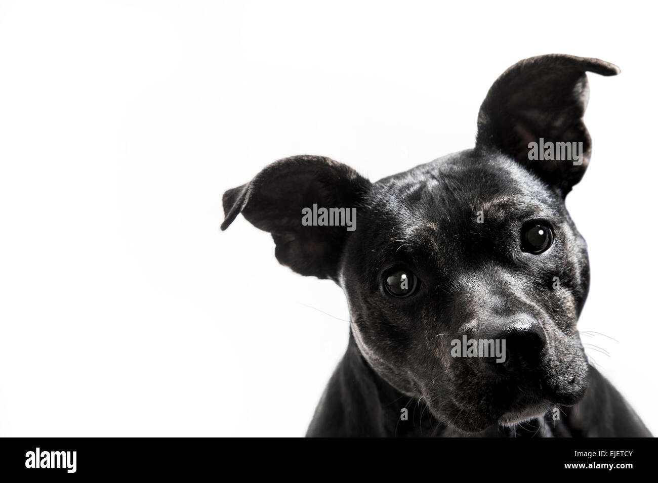 Pit-Bull Terrier Noir Portrait de chien mélange Fond blanc Banque D'Images