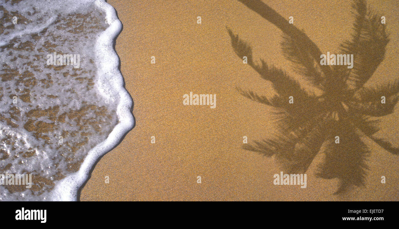 L'ombre des palmiers sur la plage de sable parfaite avec Surf Banque D'Images