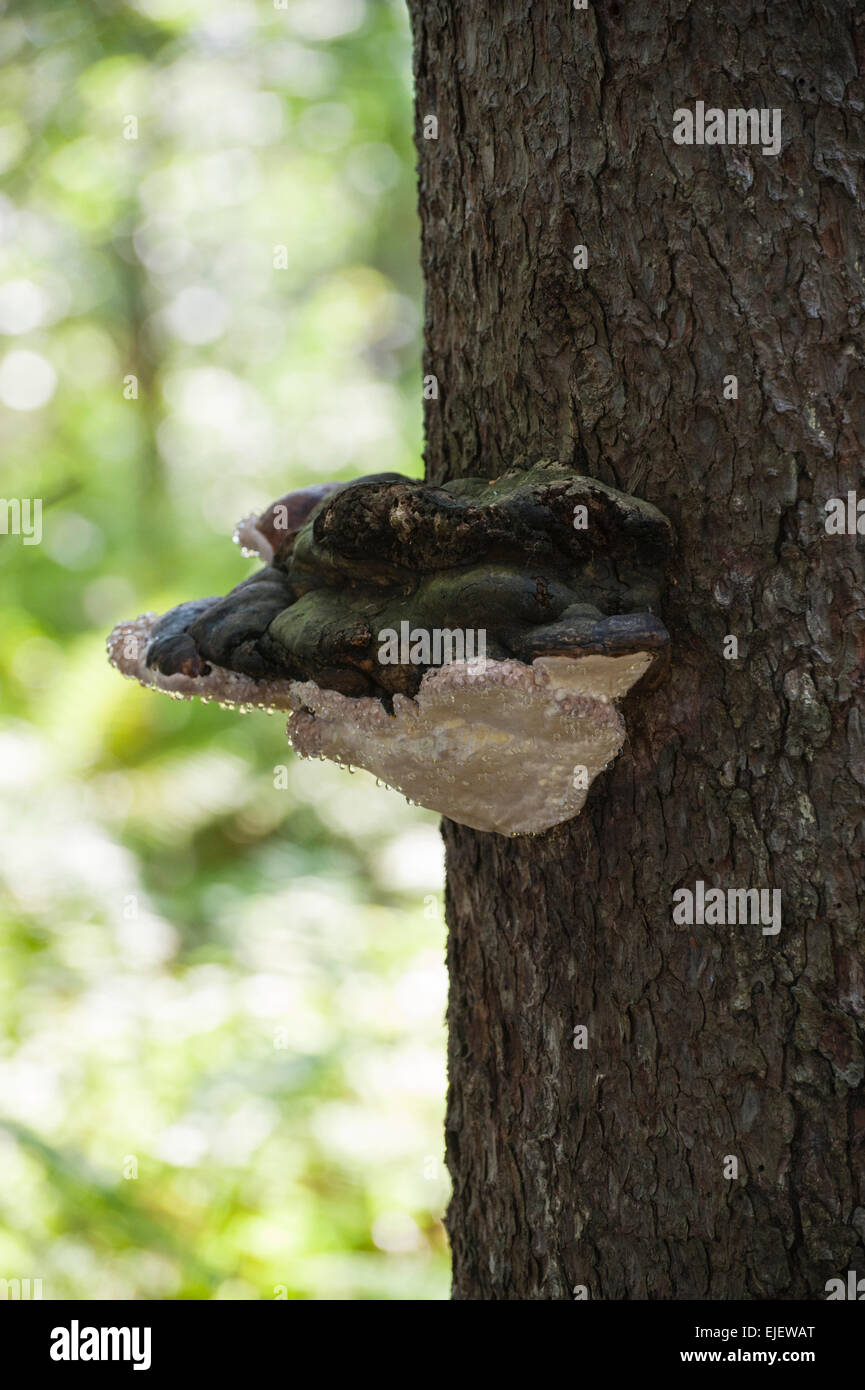 Ganoderma applanatum (Support de l'artiste ou l'artiste Conk) champignon poussant sur un arbre en été dans l'Est de l'Ontario. Banque D'Images