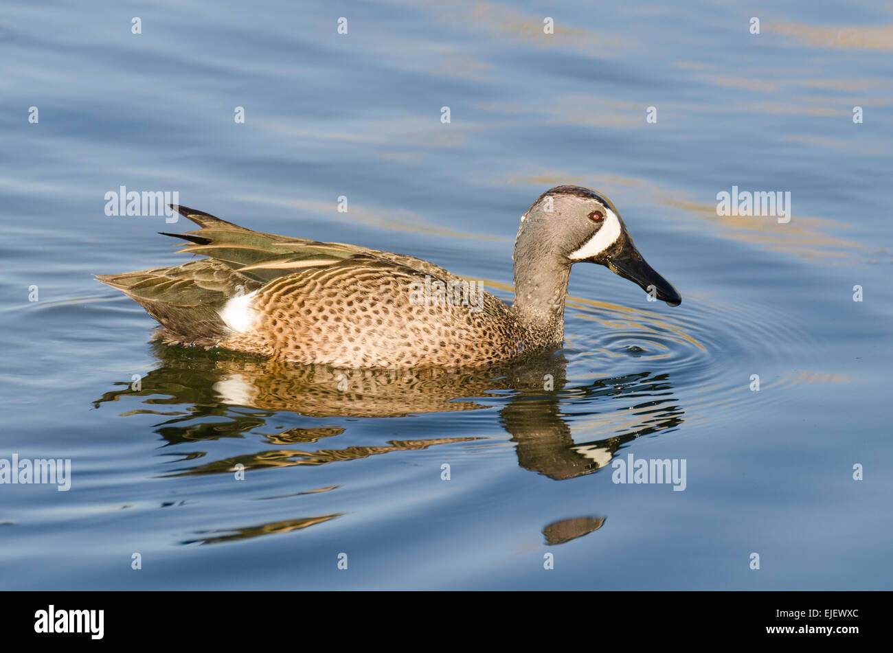 Sarcelle à ailes bleues mâle - Banque D'Images