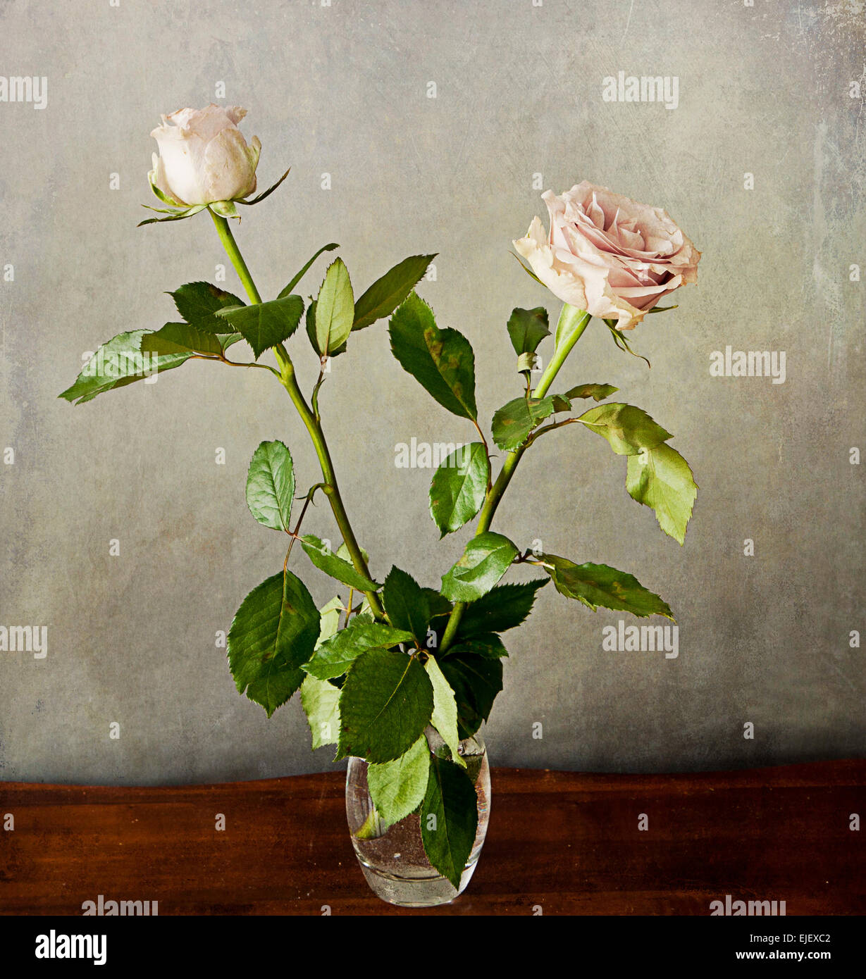 Deux roses Rose romantique avec filtre vintage désaturé sur grunge background Banque D'Images