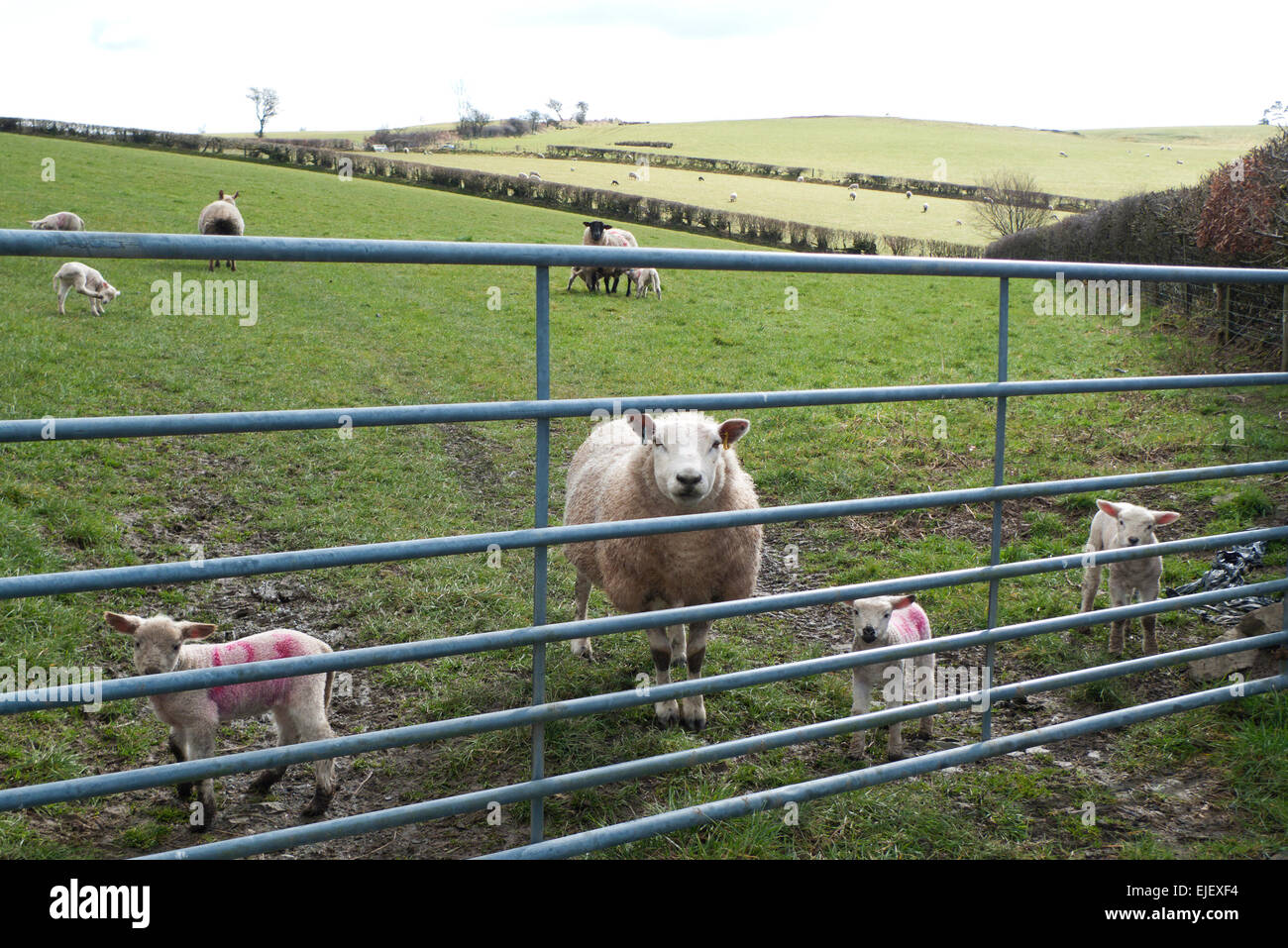 Carmarthenshire, Pays de Galles, Royaume-Uni. 25 mars 2015. Cloud commence à couvrir un paysage agricole rural campagne de printemps pendant la saison d'agnelage Carmarthenshire dans l'ouest du pays de Galles près de Llandovery UK. Blue Skies vont bientôt être remplacée par la couverture nuageuse, la pluie et les vents froids au cours des prochains jours. Credit : Kathy deWitt/Alamy Live News Banque D'Images