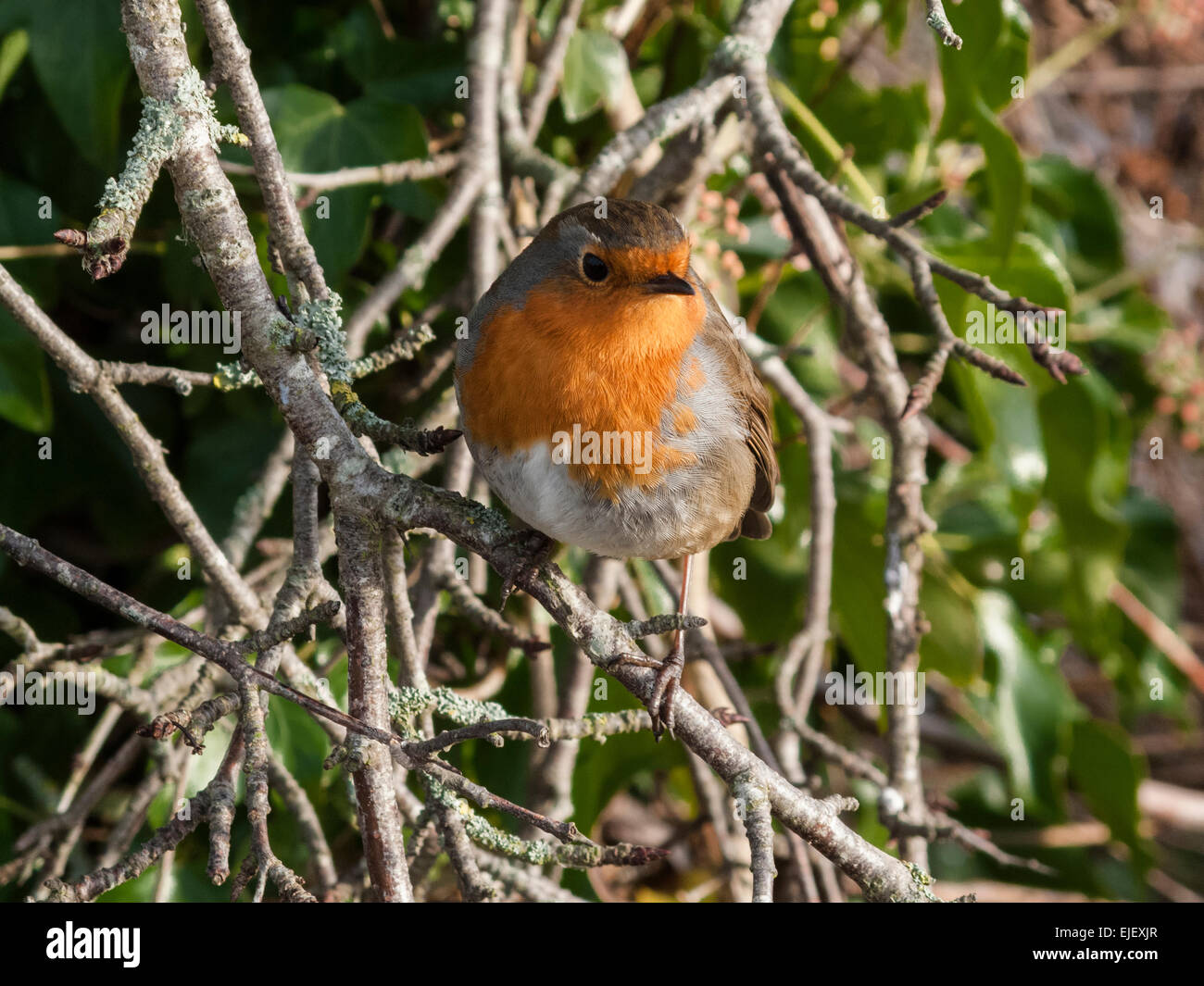 Robin sur des rameaux d'hiver Banque D'Images