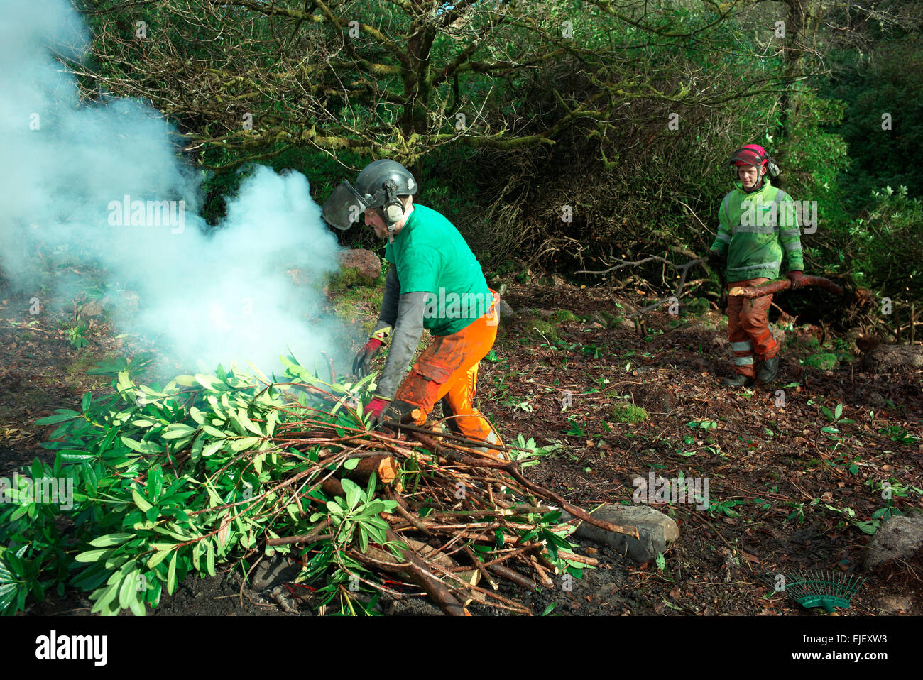 Sur la compensation des rhododendrons Avon River au nord de South Brent , Banque D'Images