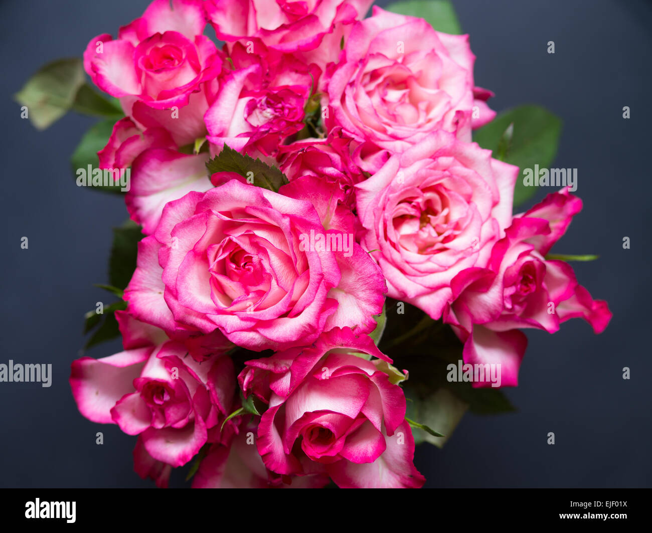 Bouquet de roses de pulvérisation Banque D'Images