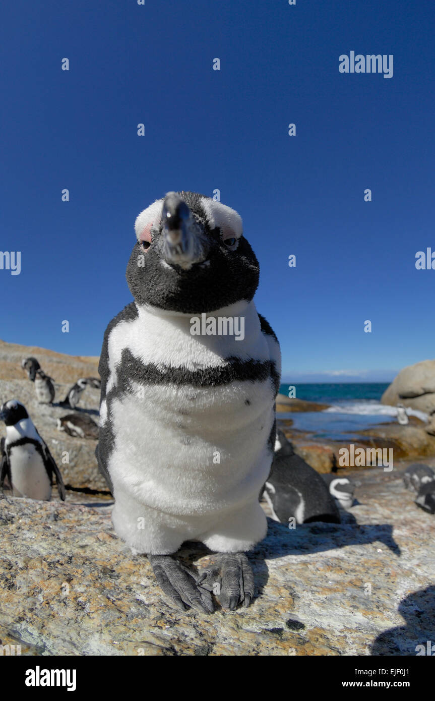Le Manchot du Cap (Spheniscus demersus), sur la plage de Boulders Banque D'Images