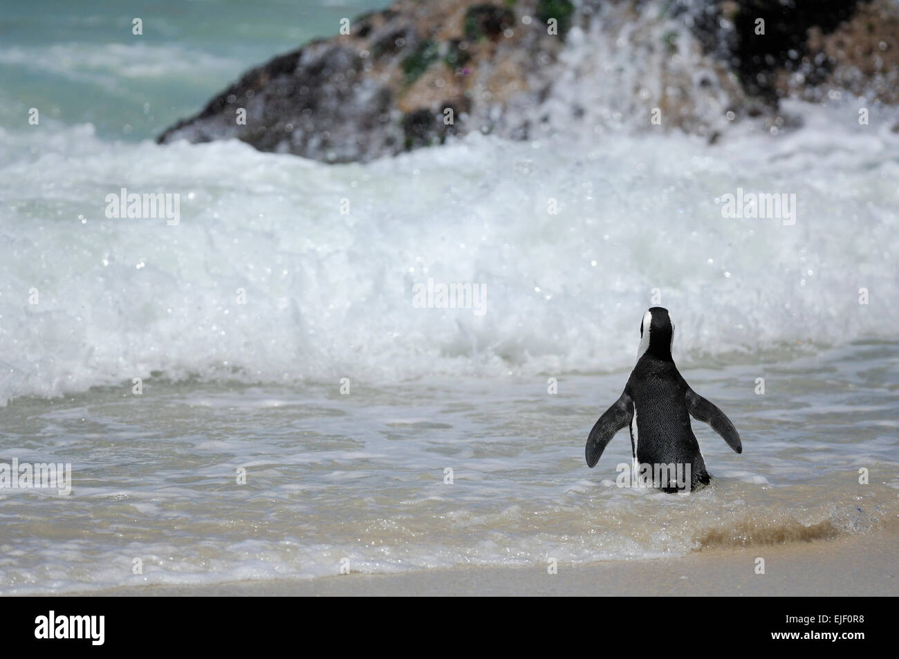 Le Manchot du Cap (Spheniscus demersus), sur la plage de Boulders Banque D'Images