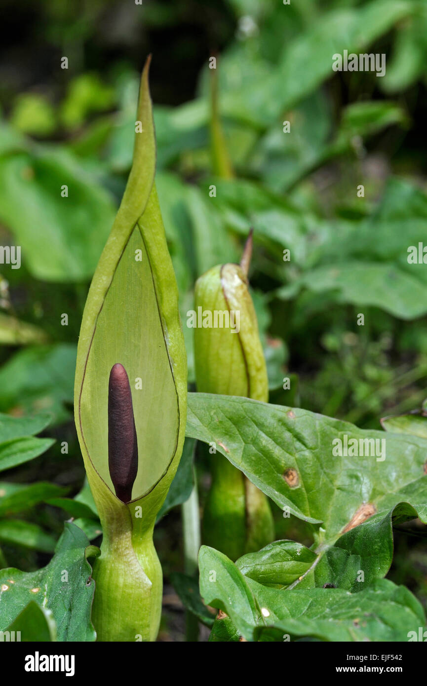 Arum sauvage / Lords and ladies / Cuckoo pint (Arum maculatum), Bud et bord au printemps Banque D'Images
