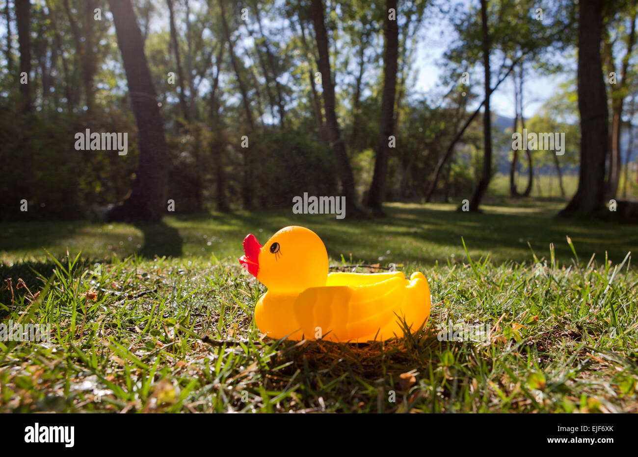 Un canard en caoutchouc jaune assis sur un pré vert Banque D'Images