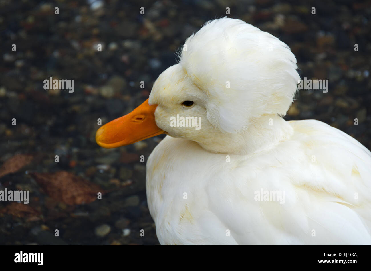 Close-up of a White Crested Duck dans le port de Camden, Maine. Banque D'Images