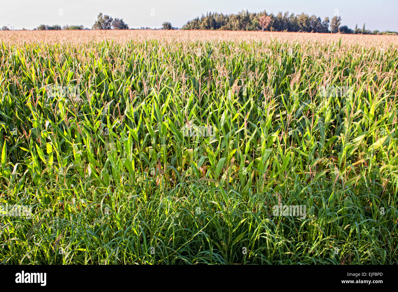 Paysage agricole du champ de maïs dans la rivière Guadiana Meadows, Badajoz, Espagne Banque D'Images