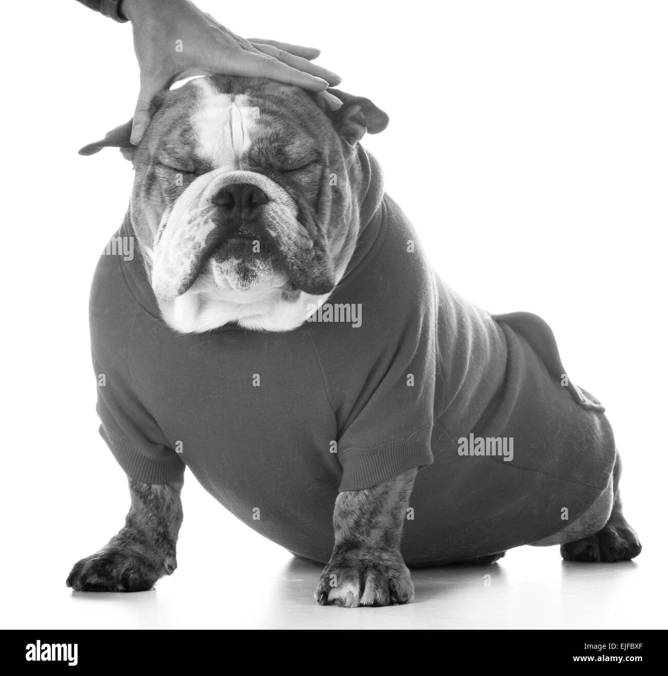 Chien avec des personnes en attente main head Banque D'Images