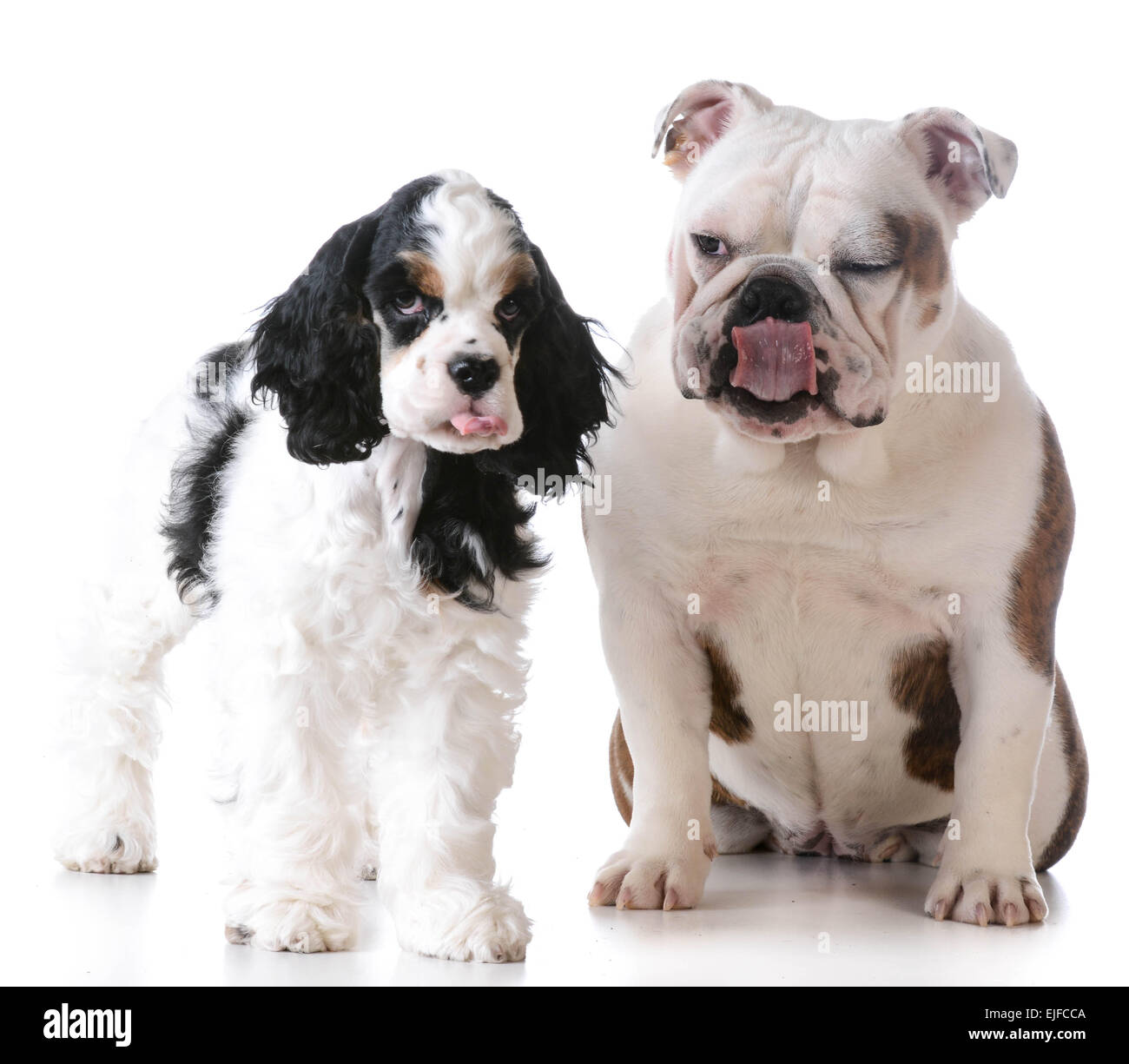 Funny dog - Cocker Anglais et bulldog avec des expressions idiotes isolé sur fond blanc Banque D'Images