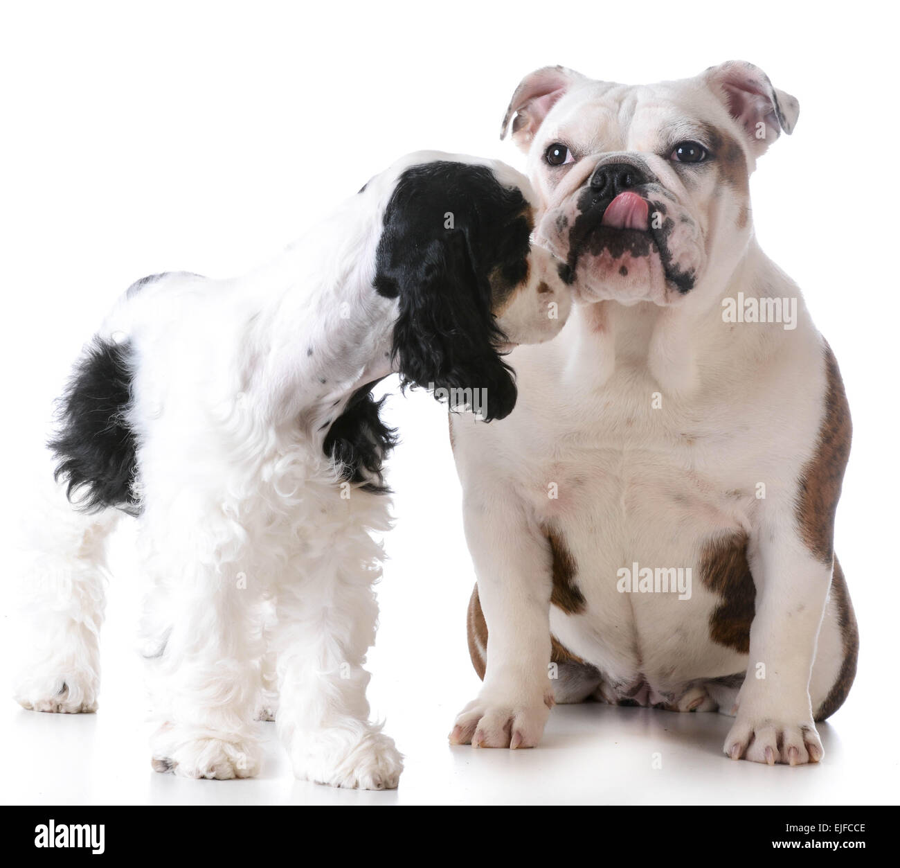 Puppy Love - Cocker américain et Bulldog anglais qui s'embrassent sur fond blanc Banque D'Images