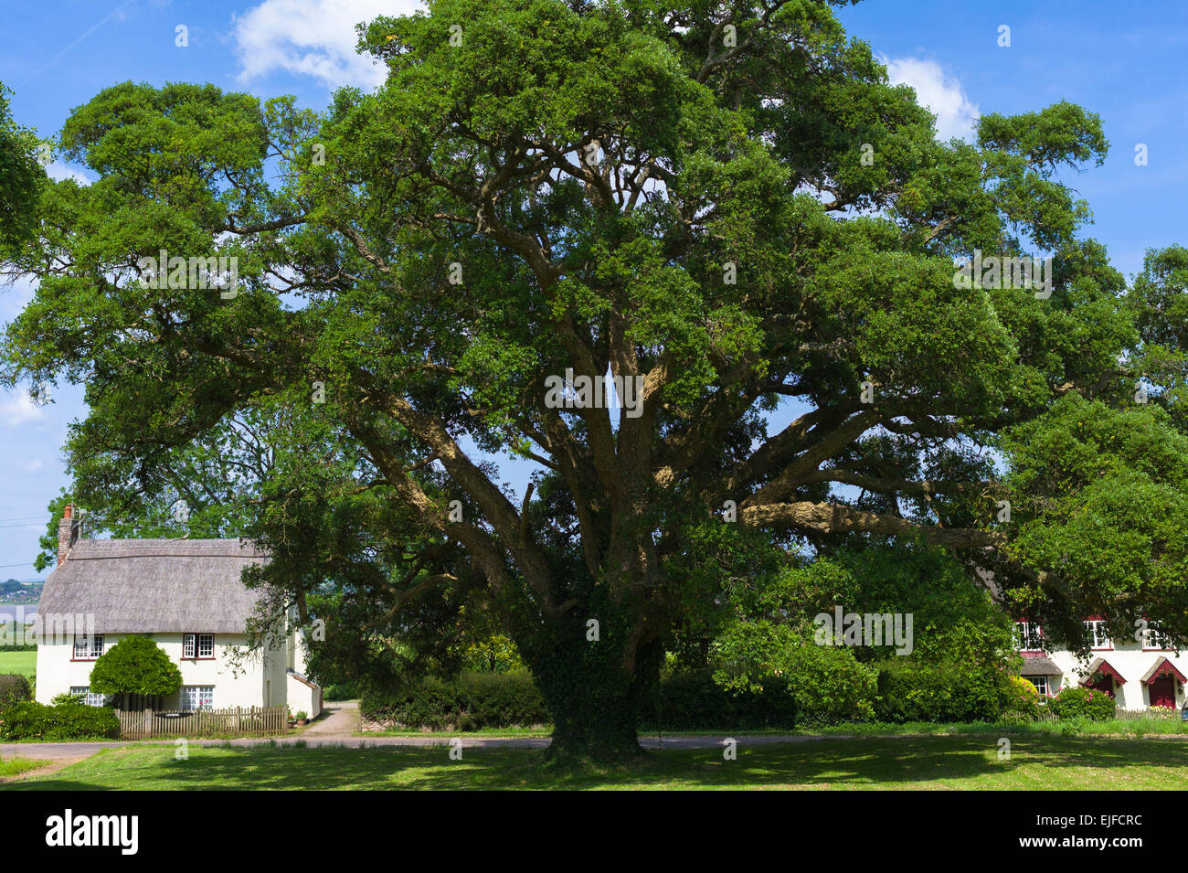 Chêne-liège, Quercus suber, un arbre à feuilles persistantes par quaint country cottages à Powderham en Devon, England, UK Banque D'Images