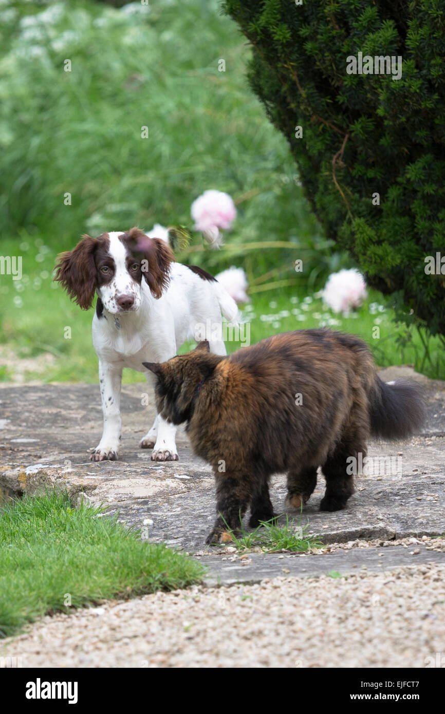 Standoff confrontation entre un Springer Spaniel chien enjoué et un méfier peur chat dans un jardin en Angleterre Banque D'Images