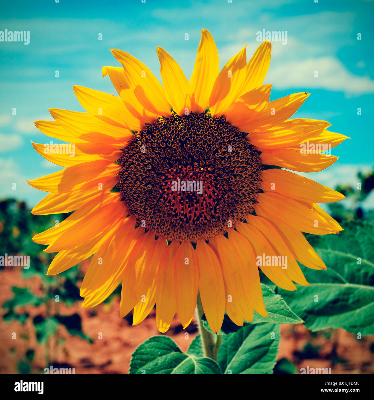 D'un gros plan sur une récolte de tournesol, vignetted et avec un effet de filtre Banque D'Images