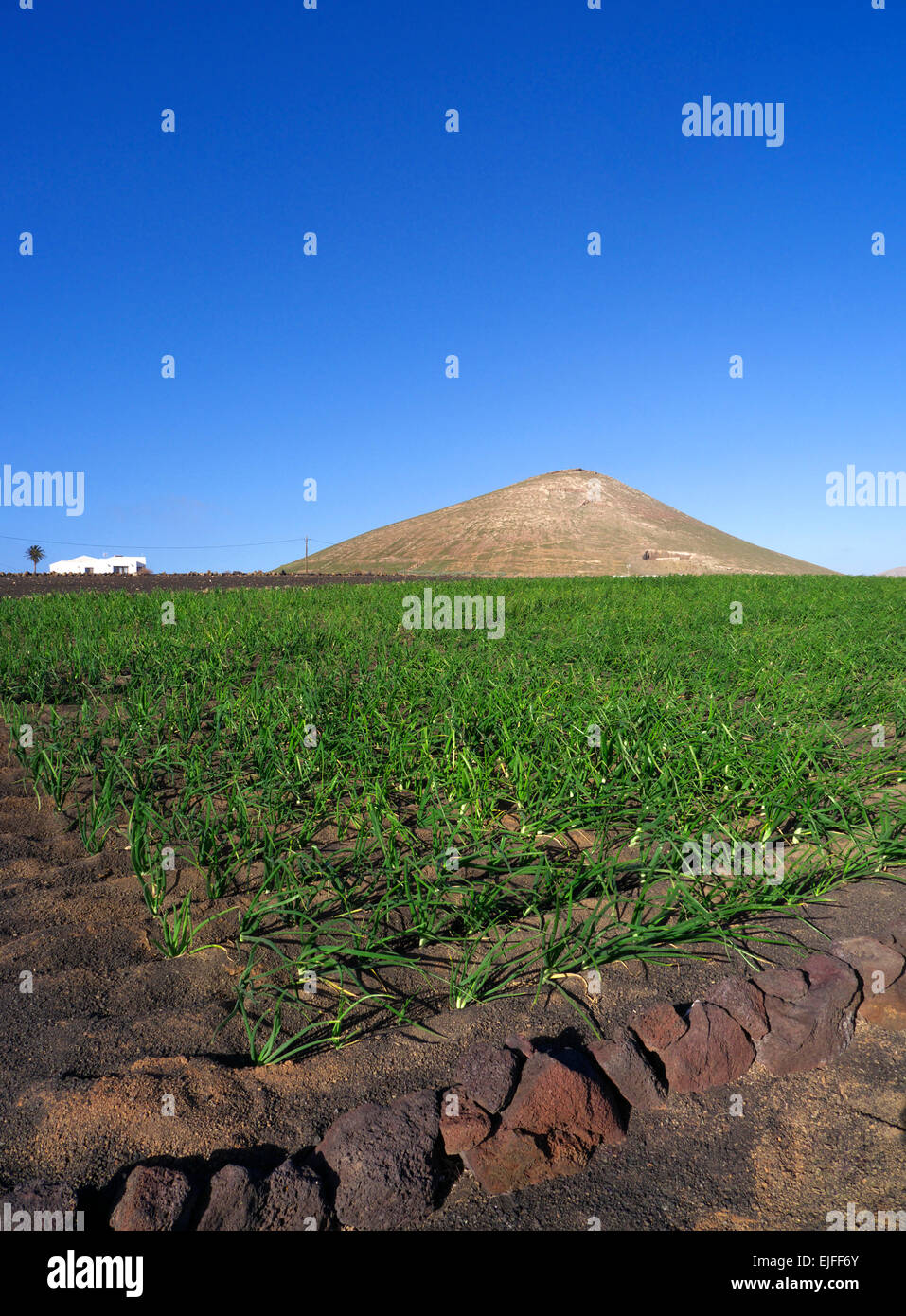 Domaines de l'AGRICULTURE DE LANZAROTE oignons croissant dans le lave volcanique fertile picon sol de Lanzarote dans les îles canaries Banque D'Images