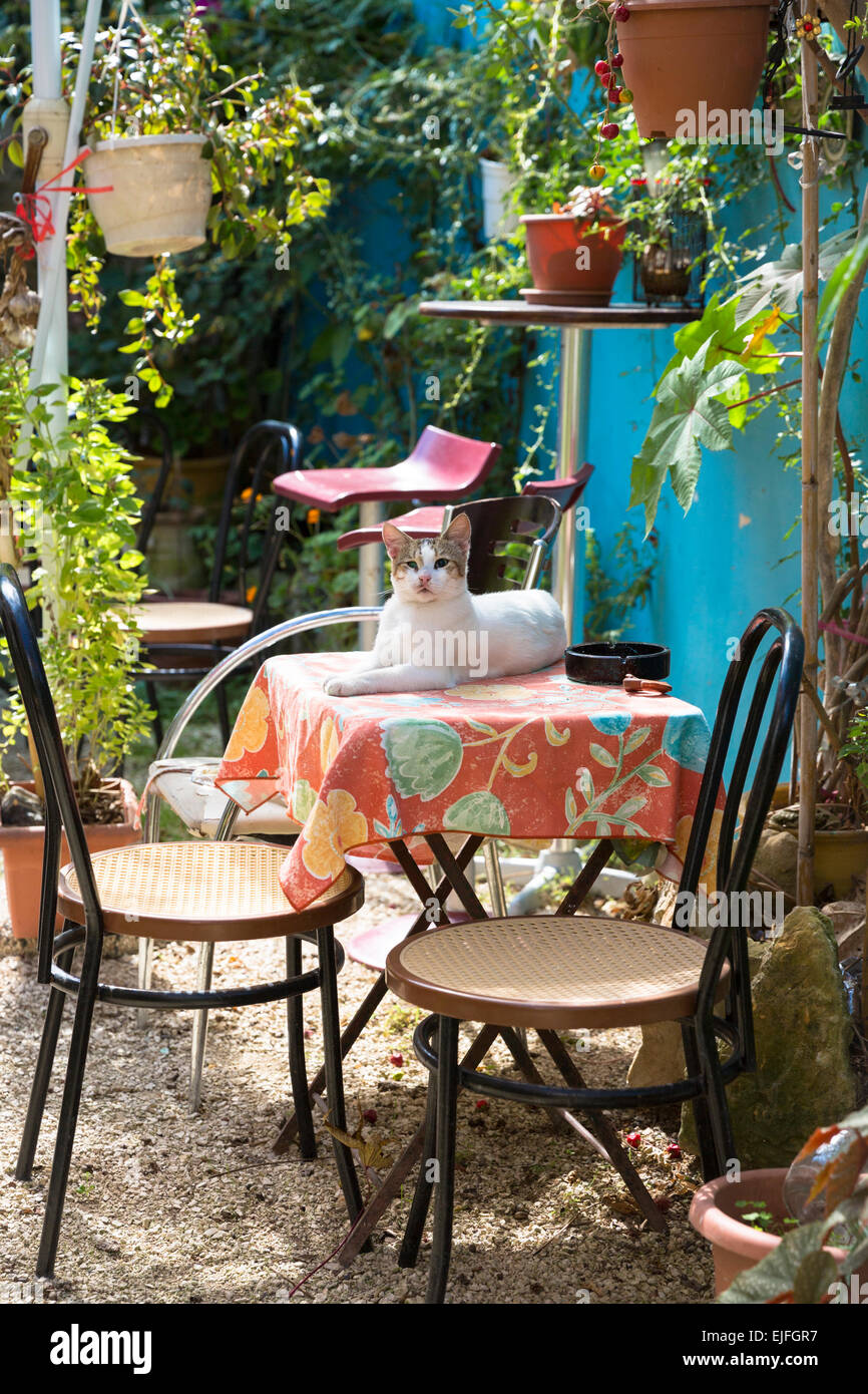 Chat blanc et brun sur la table de patio jardin de maison dans village de Peroulades, dans le nord de Corfou, , Grèce Banque D'Images