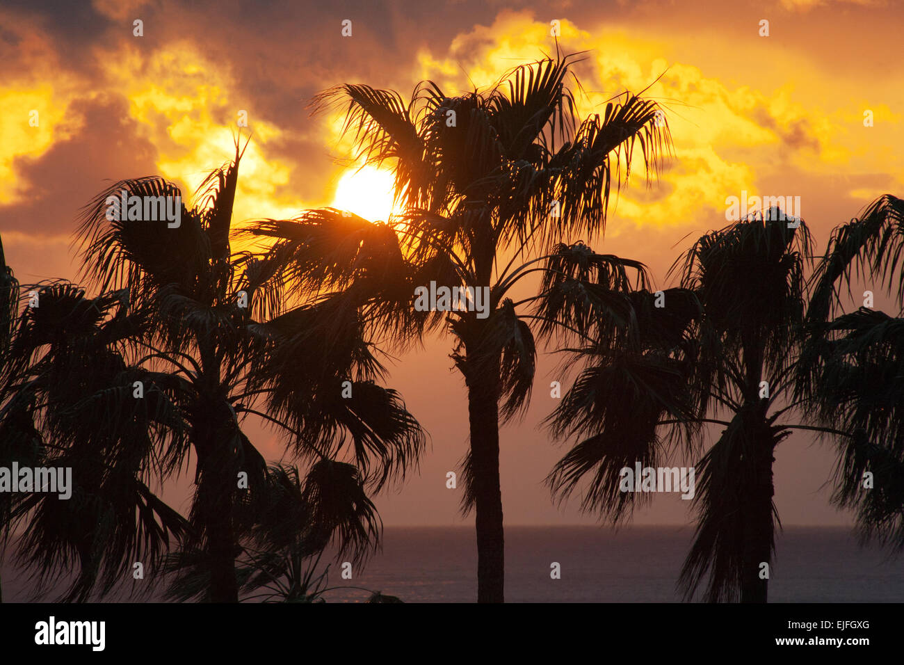 Coucher de soleil sur les palmiers, la péninsule Satsuma, l'île de Kyushu, Japon Banque D'Images