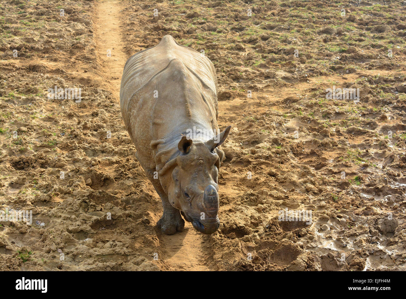 Rhinocéros indien marche sur une voie si un champ boueux (usage éditorial uniquement) Banque D'Images