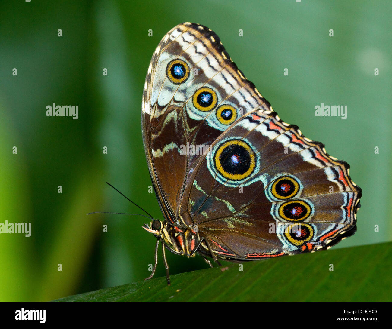 Un beau papillon Morpho bleu Banque D'Images